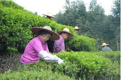 依托台湾农民创业园带动精致高效农业发展